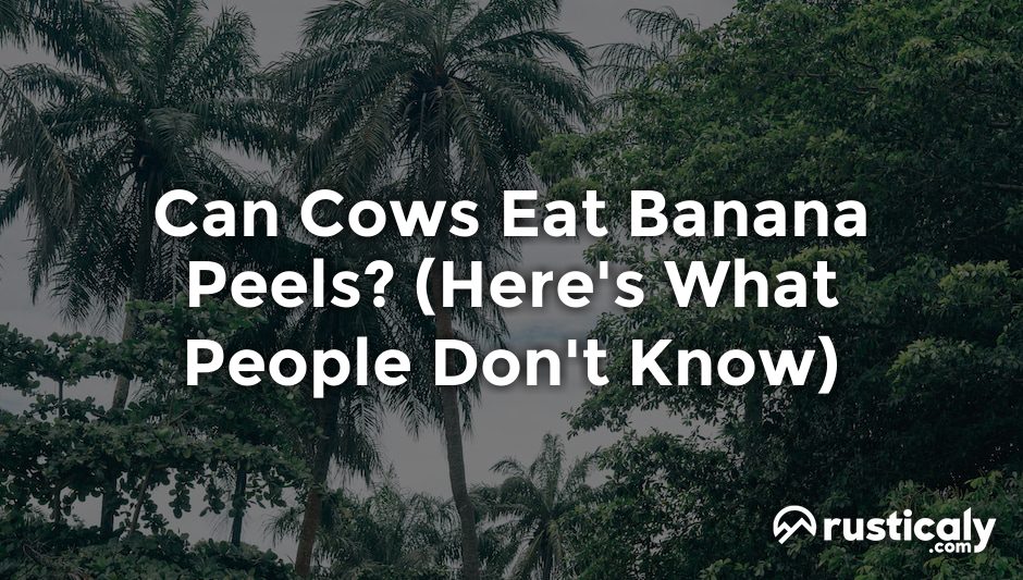 can cows eat banana peels