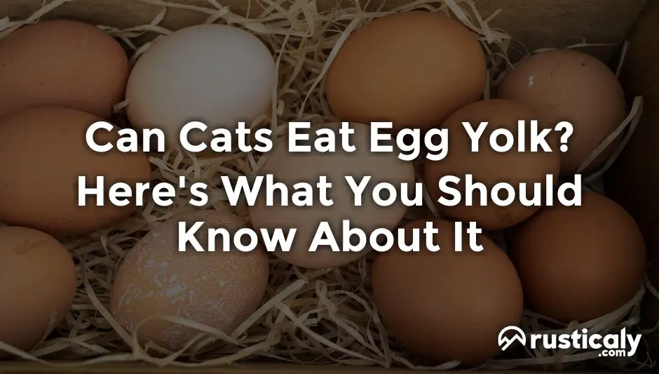 can cats eat egg yolk