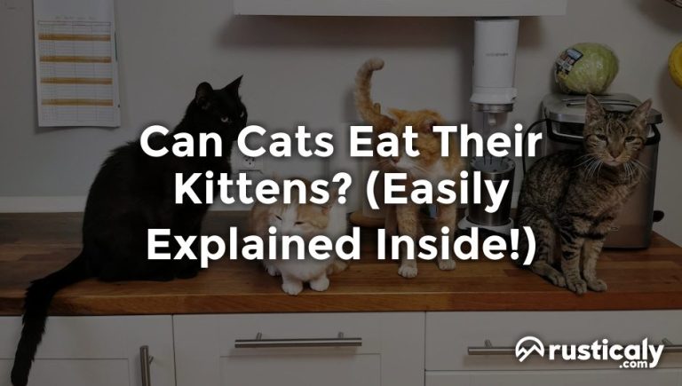 can cats eat their kittens