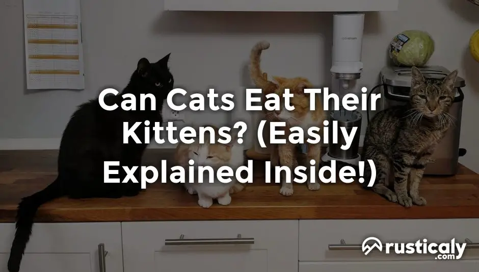 Can Cats Eat Their Kittens? The Easiest Explanation