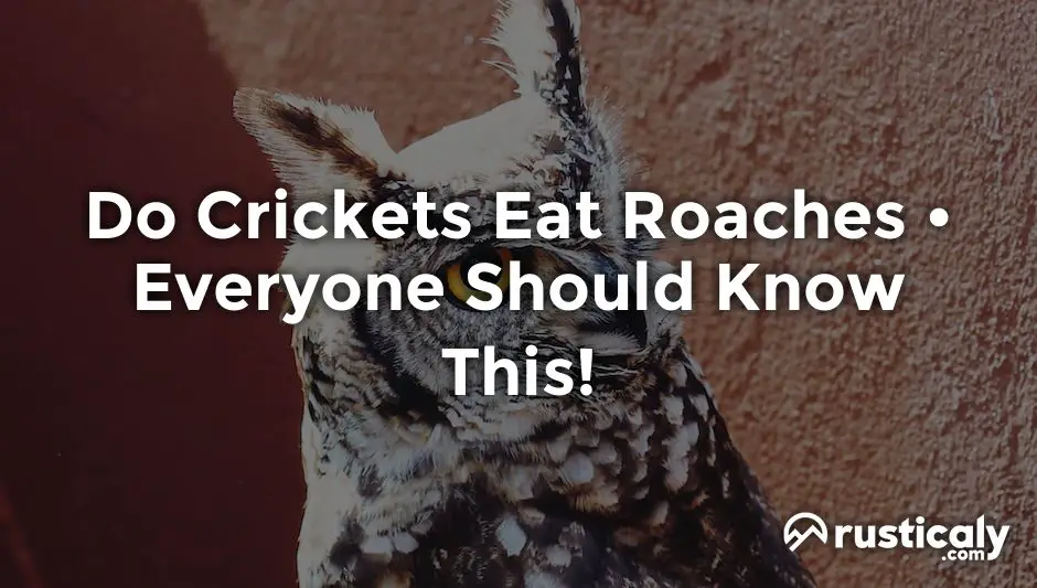 do crickets eat roaches