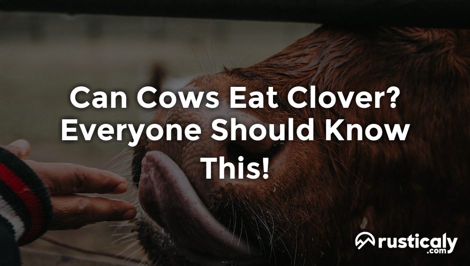 can cows eat clover