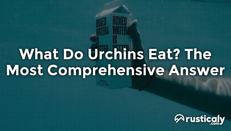 what do urchins eat