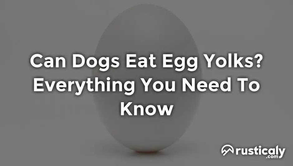 can dogs eat egg yolks