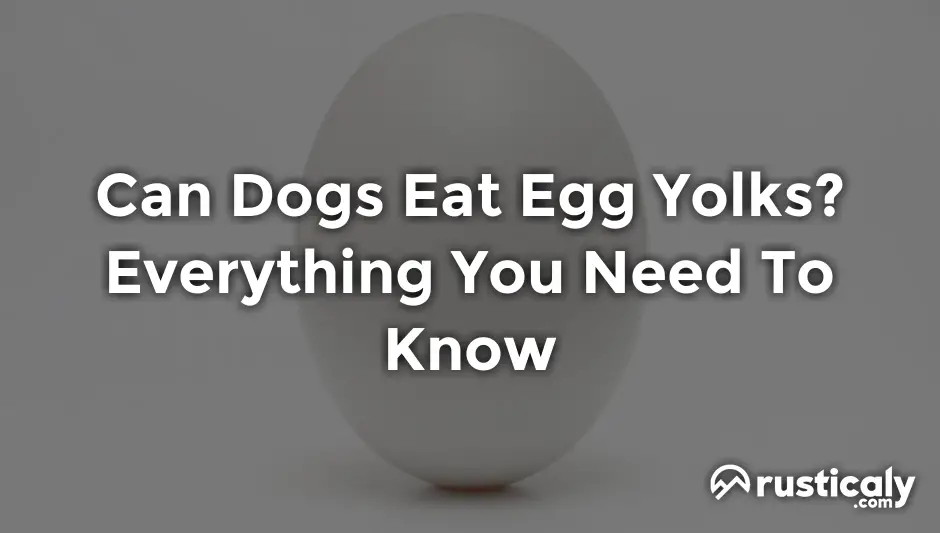 Can Dogs Eat Egg Yolks With The Clearest Explanation can-dogs-eat-egg-yolks-with-the-clearest-explanation