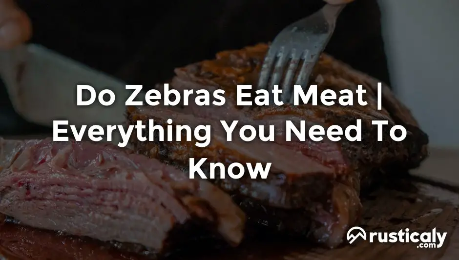 do zebras eat meat