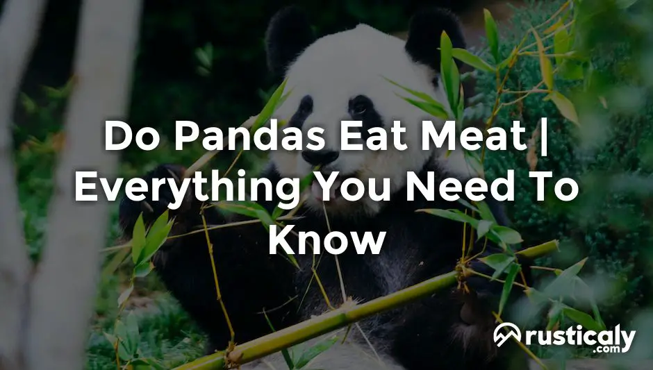 do pandas eat meat