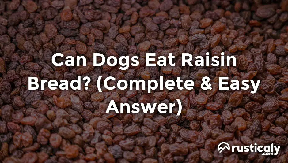 can dogs eat raisin bread