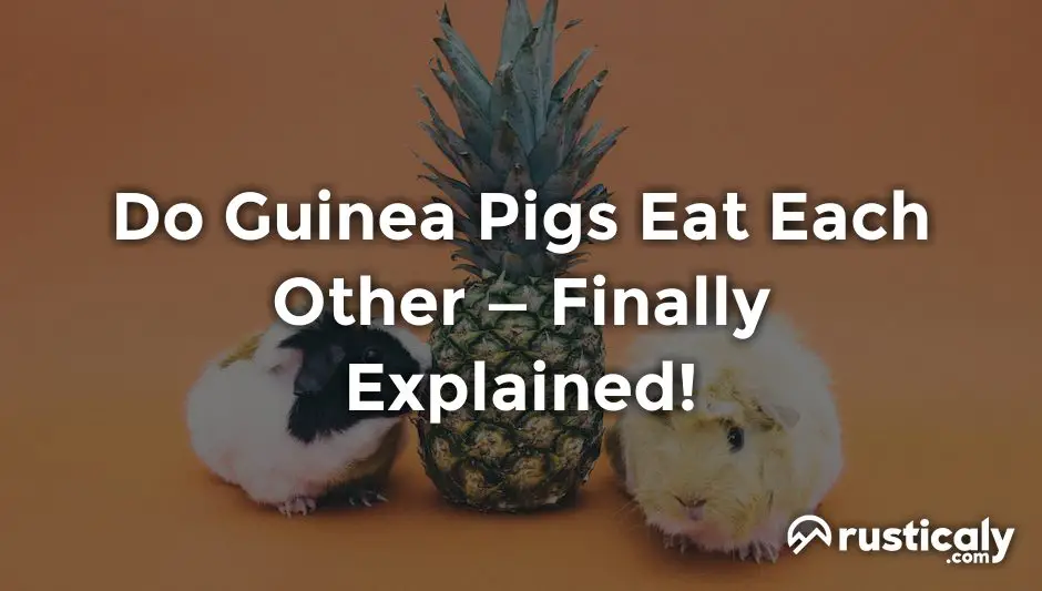 do guinea pigs eat each other