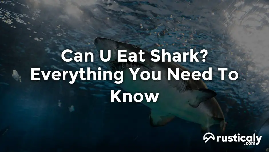 can u eat shark