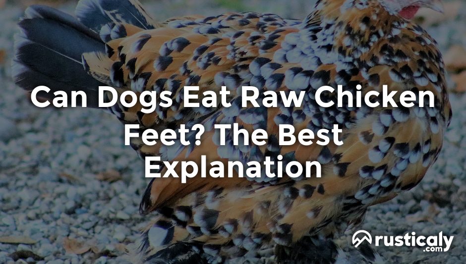 can dogs eat raw chicken feet