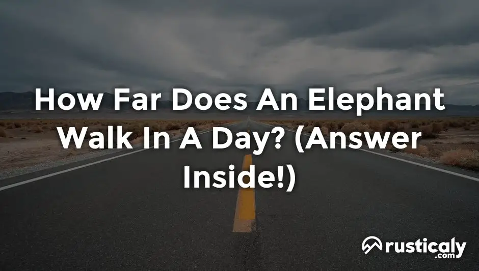 how far does an elephant walk in a day