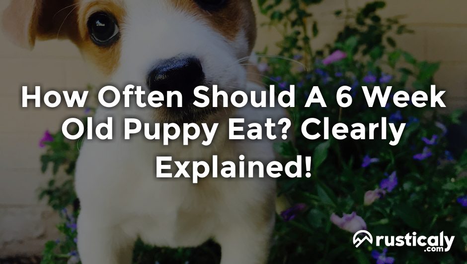 how often should a 6 week old puppy eat