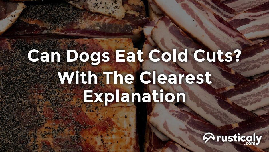 can dogs eat cold cuts