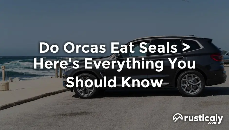 do orcas eat seals