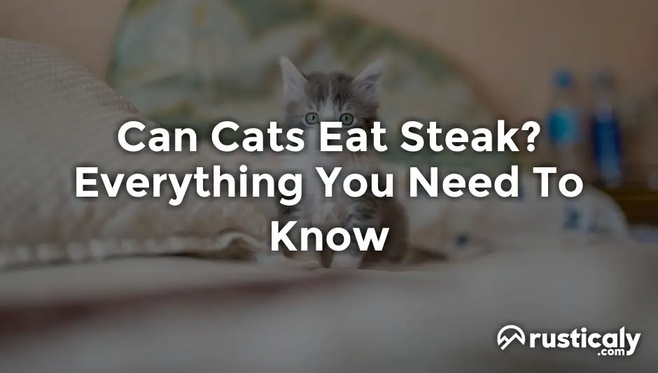 can cats eat steak