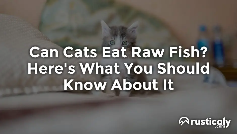 can cats eat raw fish