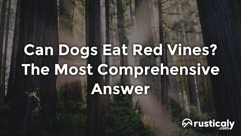can dogs eat red vines