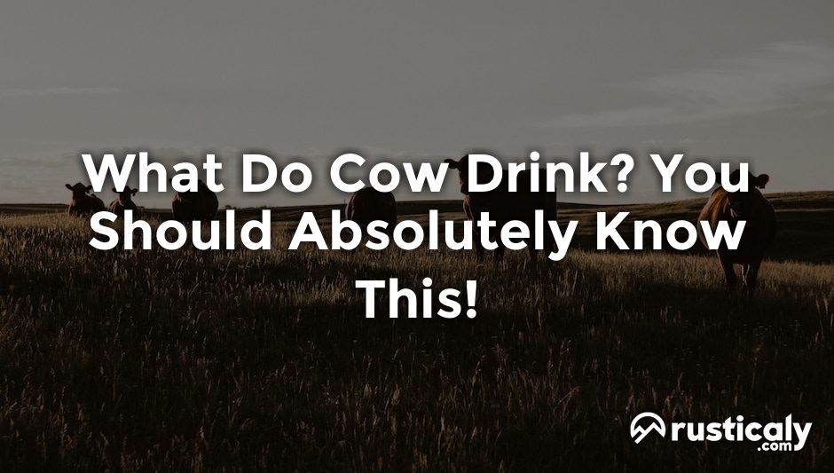what do cow drink