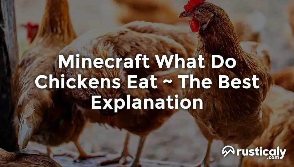 Minecraft What Do Chickens Eat Explanation Inside!