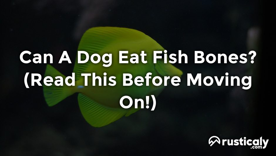 can a dog eat fish bones