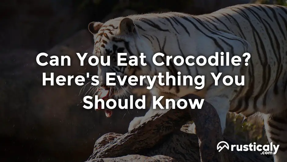 can you eat crocodile