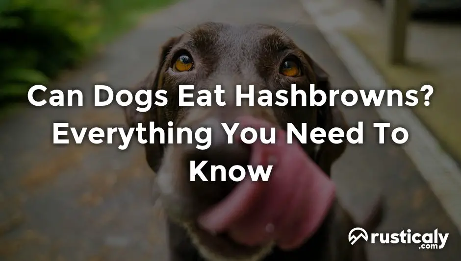 can dogs eat hashbrowns