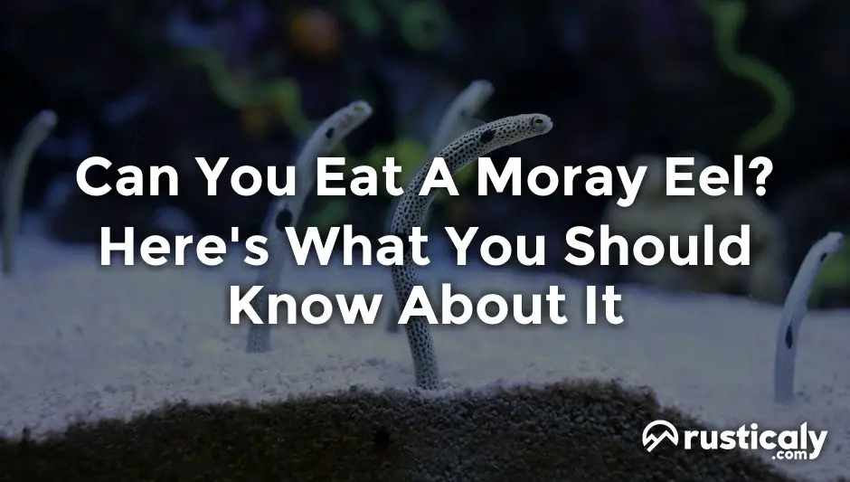can you eat a moray eel
