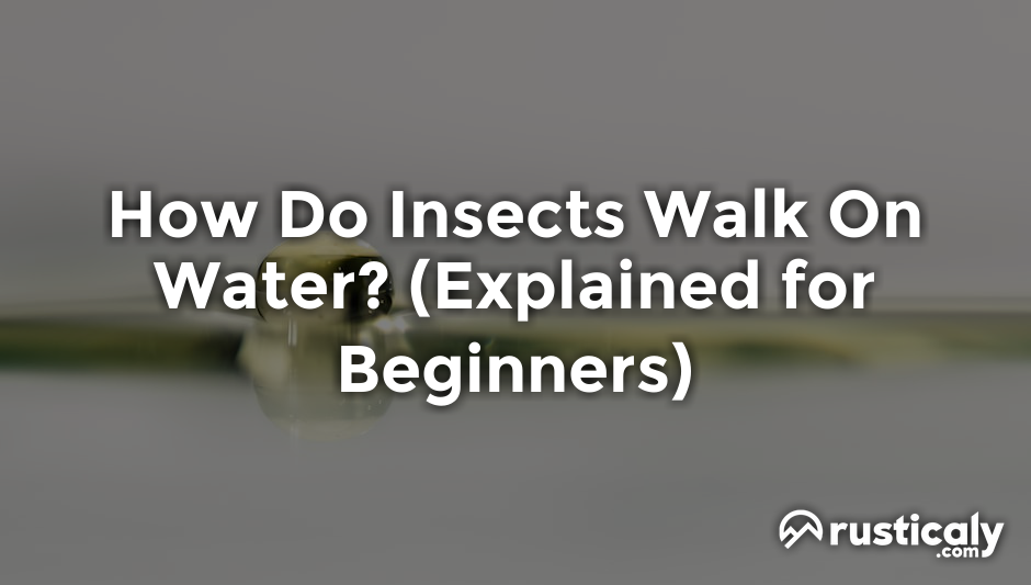 how do insects walk on water