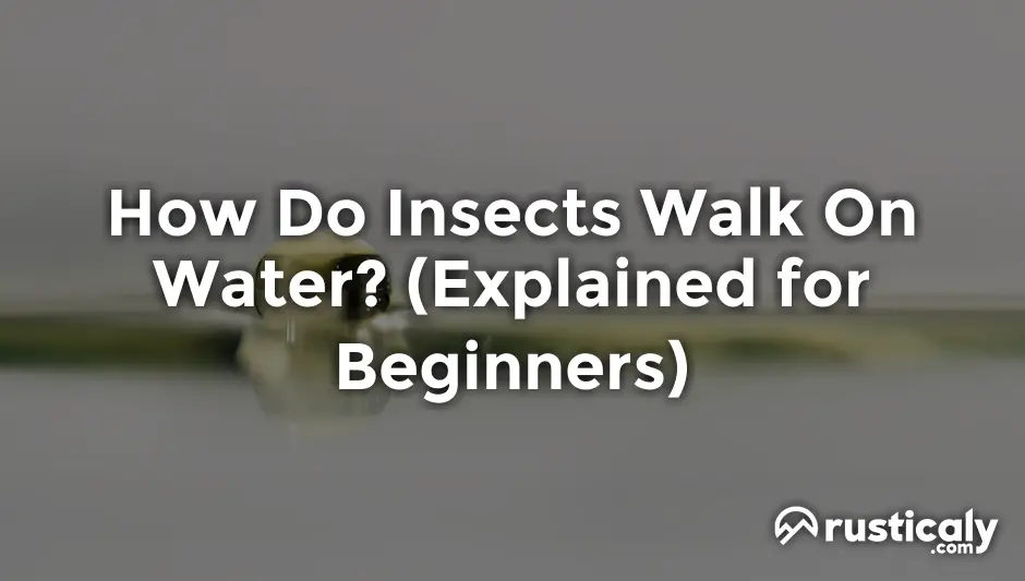 how do insects walk on water