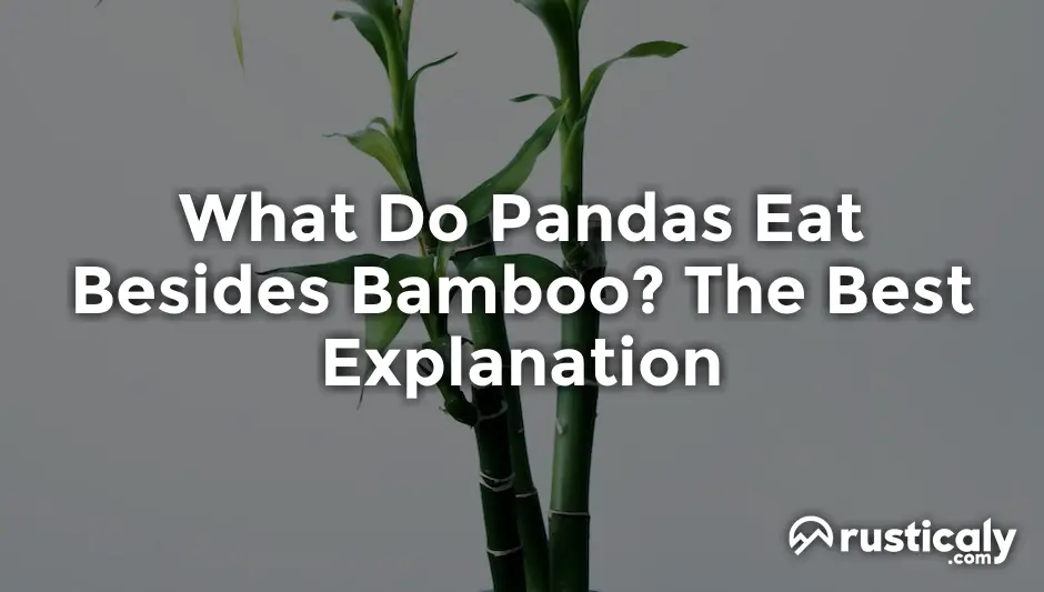 what do pandas eat besides bamboo