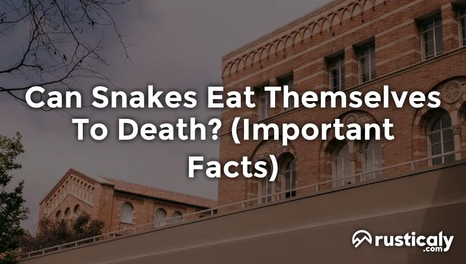 Can Snakes Eat Themselves To Death? (Answer Inside!)