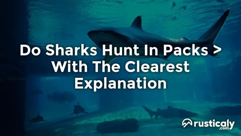 do sharks hunt in packs