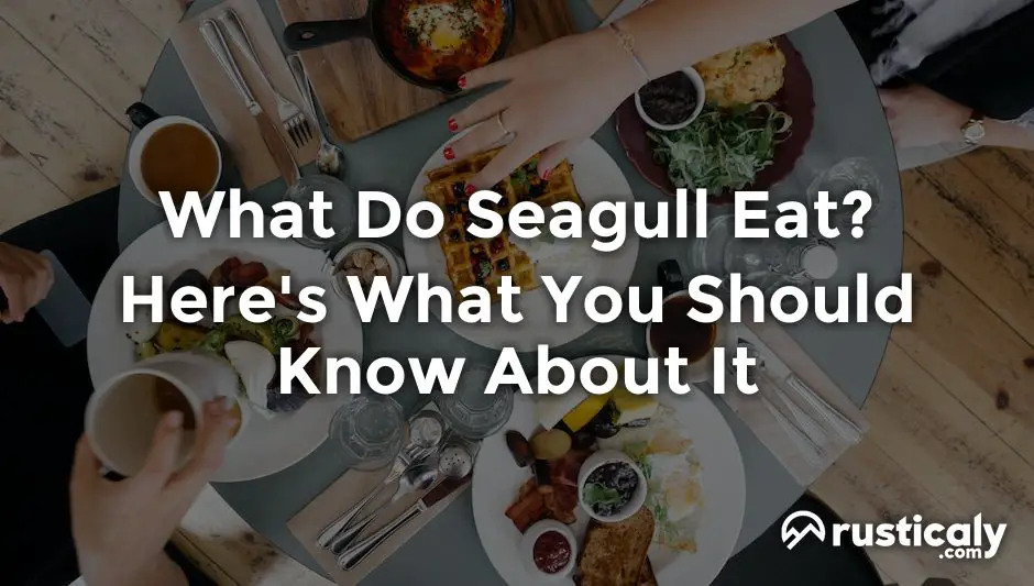 what do seagull eat