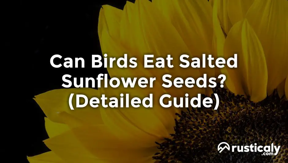 can birds eat salted sunflower seeds