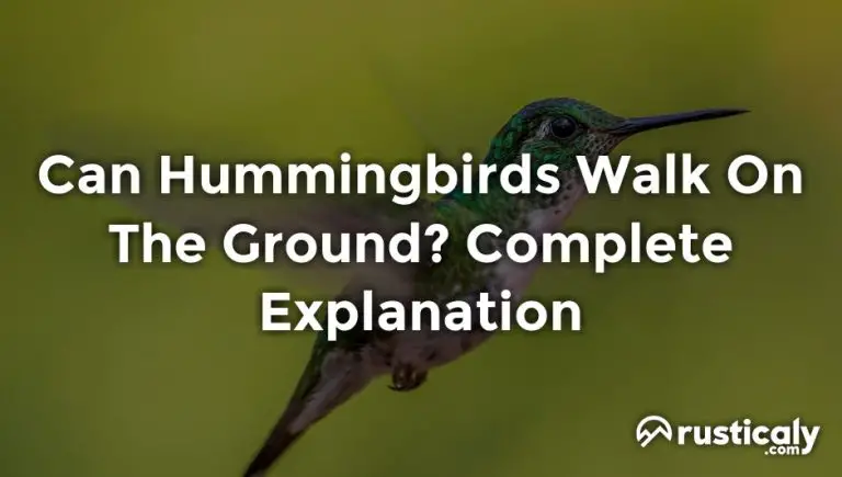 can hummingbirds walk on the ground