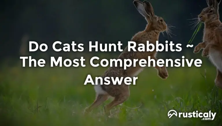 do cats hunt rabbits