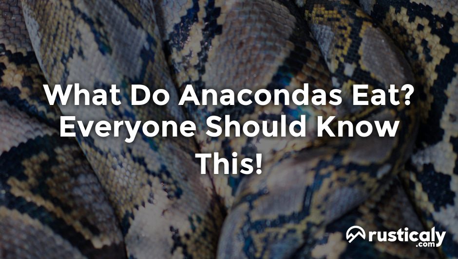 what do anacondas eat