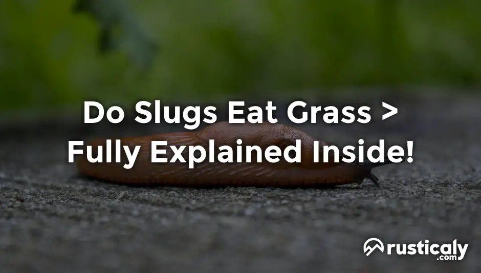 do slugs eat grass