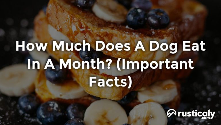 how much does a dog eat in a month