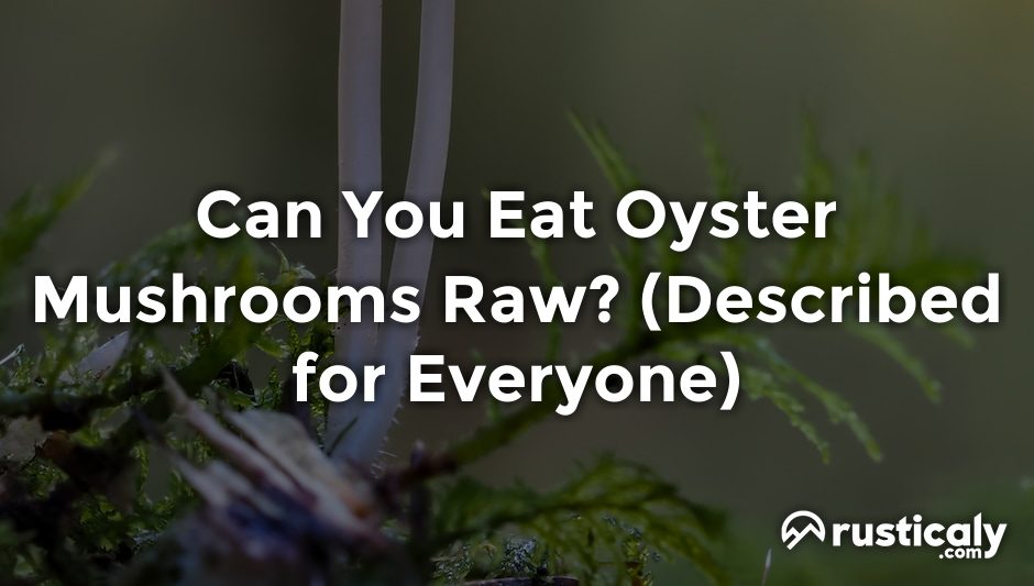 can you eat oyster mushrooms raw