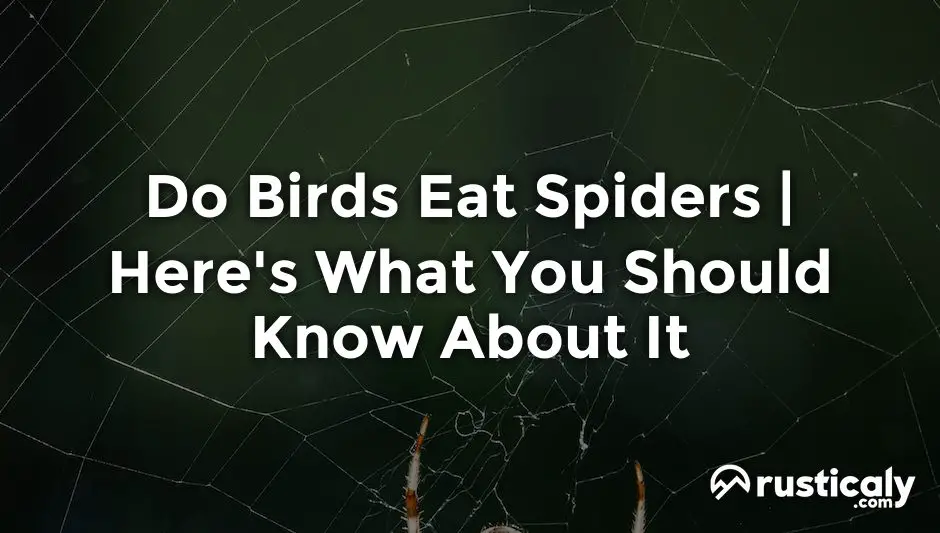do birds eat spiders