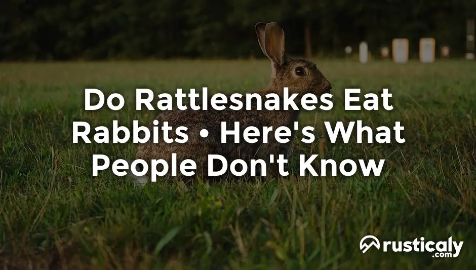 do rattlesnakes eat rabbits