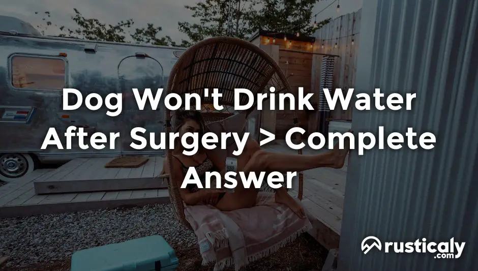 Dog Won t Drink Water After Surgery Complete Explanation drinking-after-surgery-what-you-need-to-know-grand-genesis-plastic