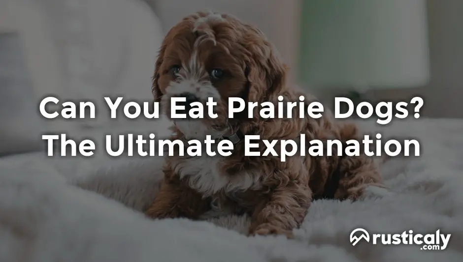 can you eat prairie dogs