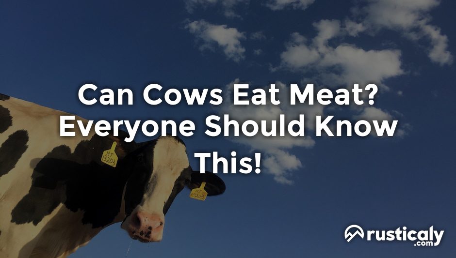 can cows eat meat