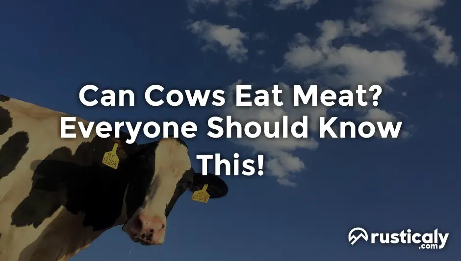 can cows eat meat