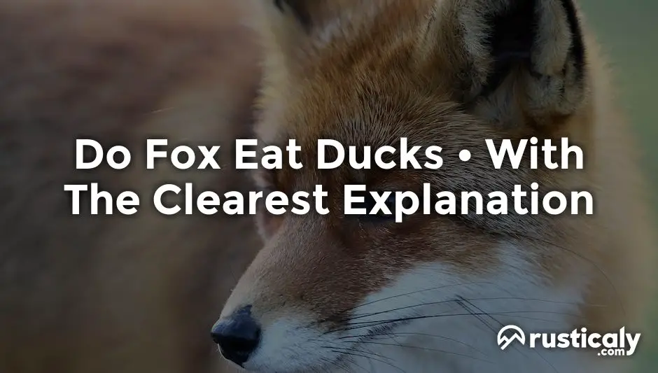 do fox eat ducks