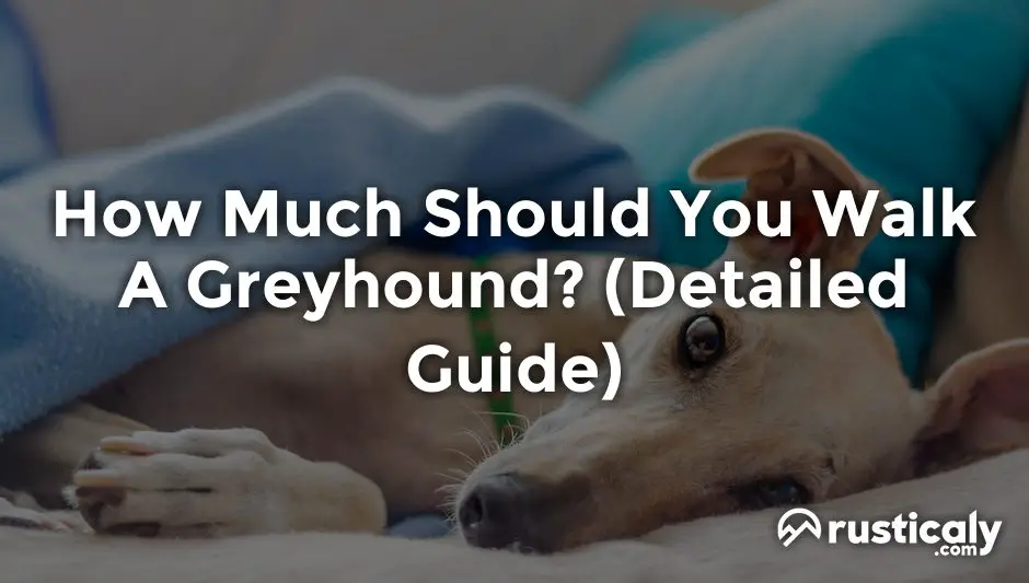 how much should you walk a greyhound