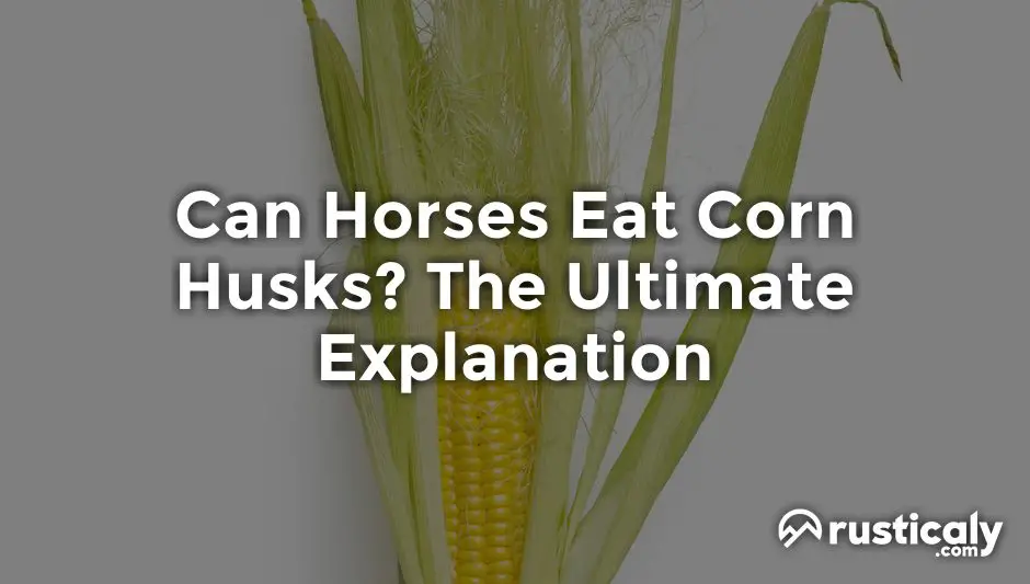 can horses eat corn husks